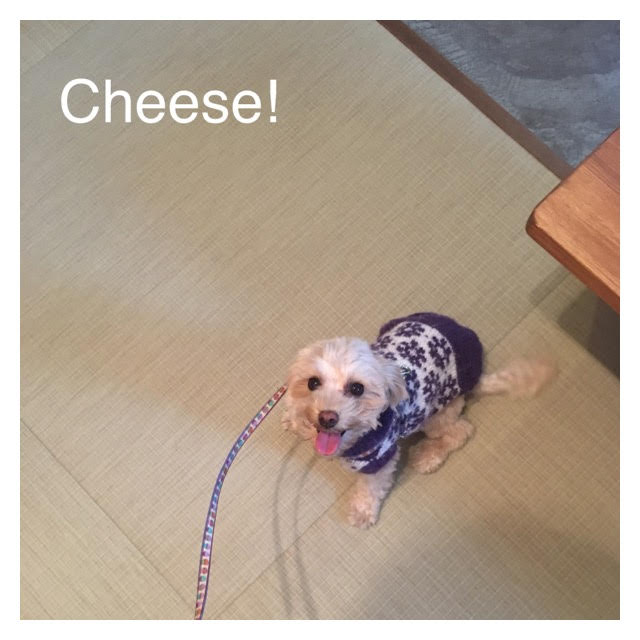Cheese Cheese