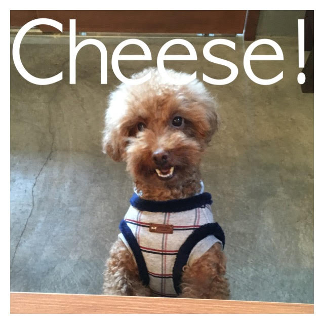 Cheese Cheese