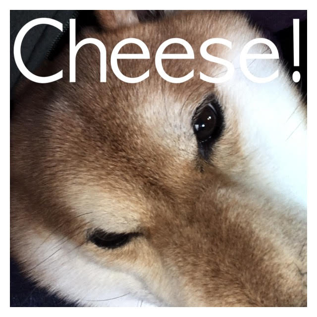 Cheese Cheese