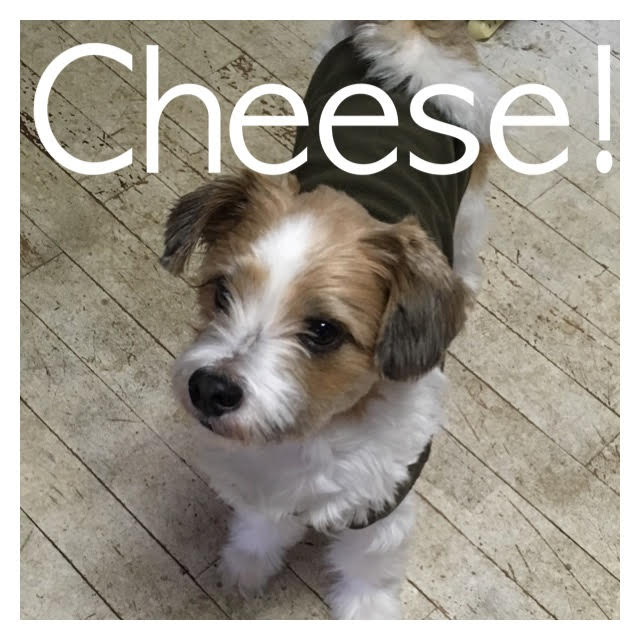 Cheese Cheese