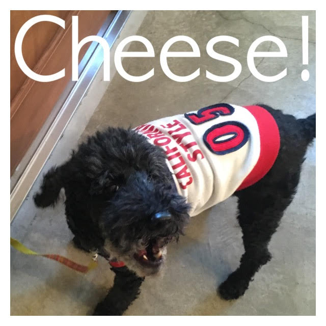 Cheese Cheese