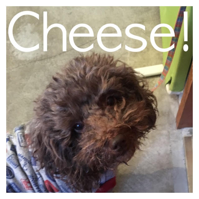 Cheese Cheese