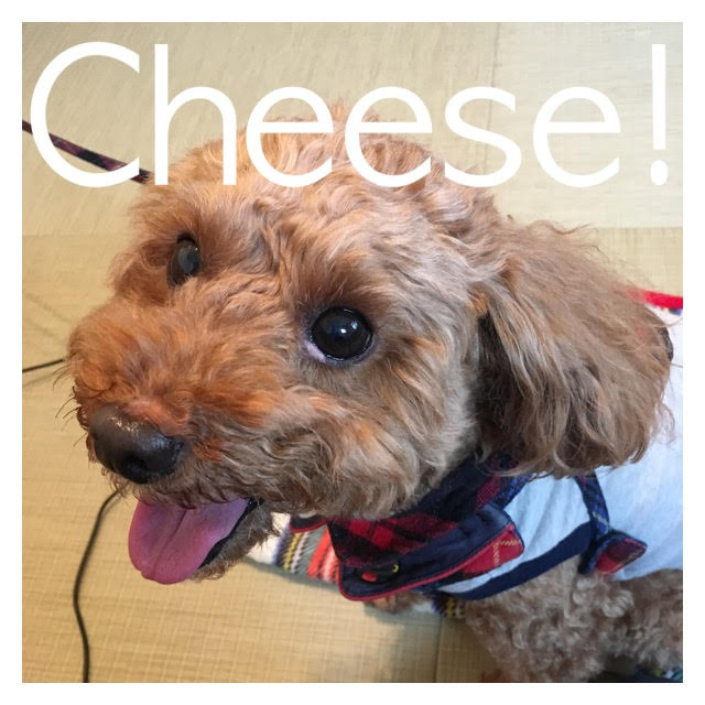 Cheese Cheese
