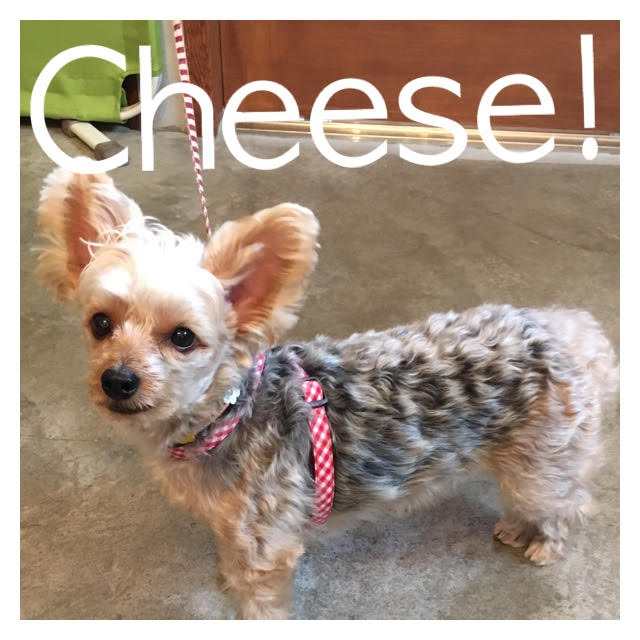 Cheese Cheese