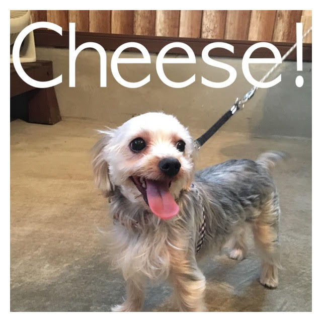 Cheese Cheese