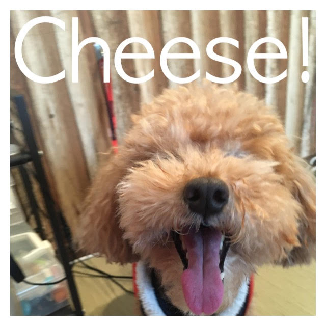 Cheese Cheese