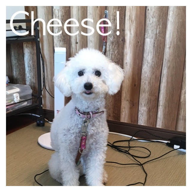 Cheese Cheese