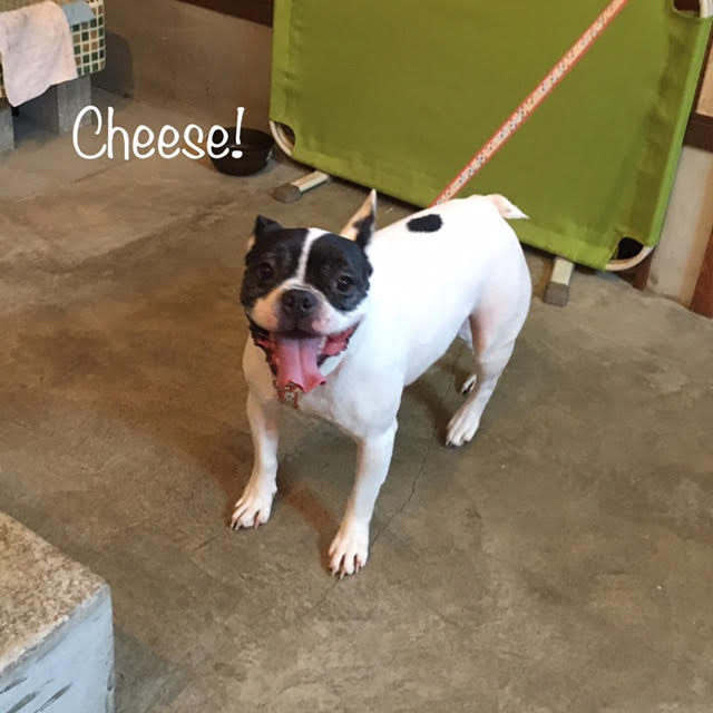 Cheese Cheese