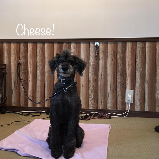 Cheese Cheese