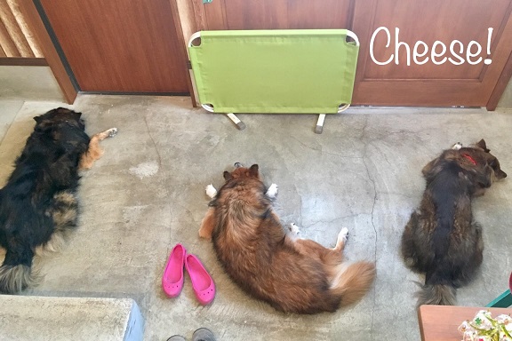 Cheese Cheese