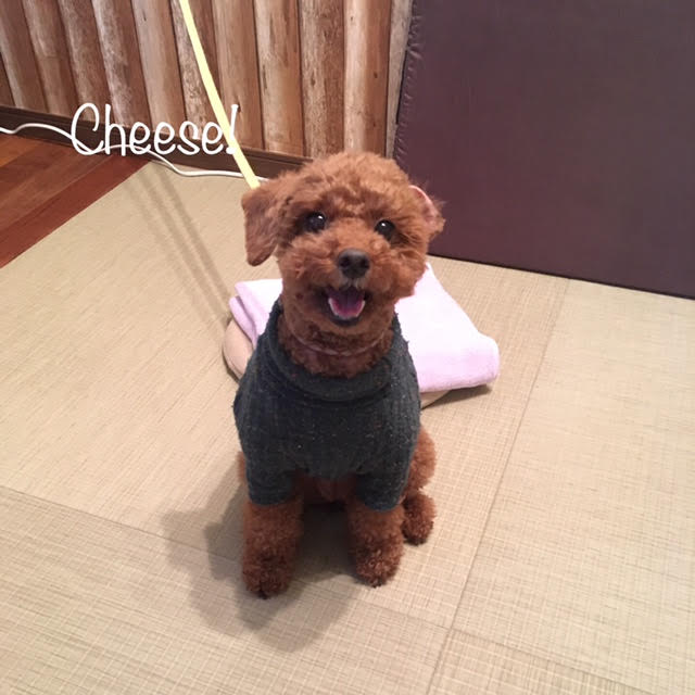 Cheese Cheese