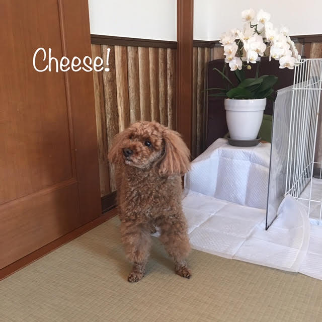 Cheese Cheese