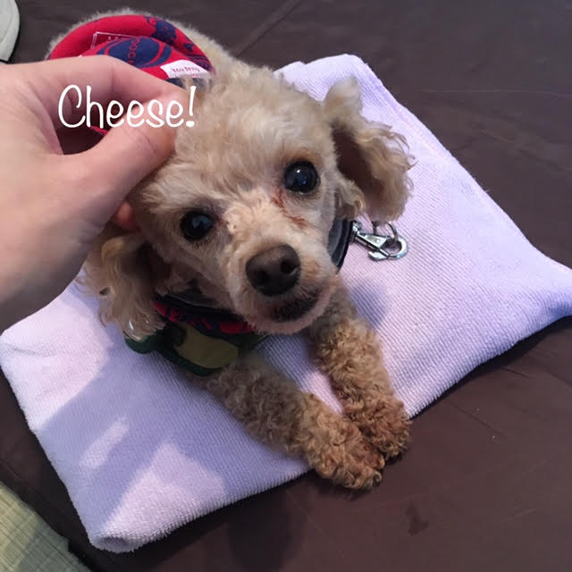 Cheese Cheese
