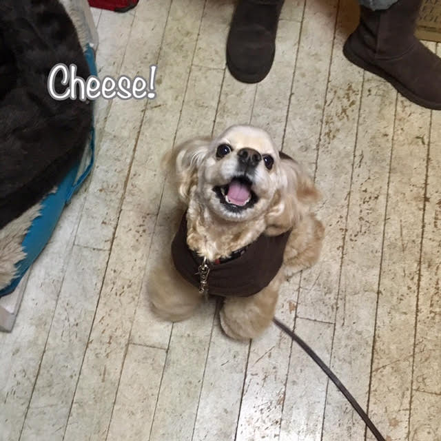 Cheese Cheese
