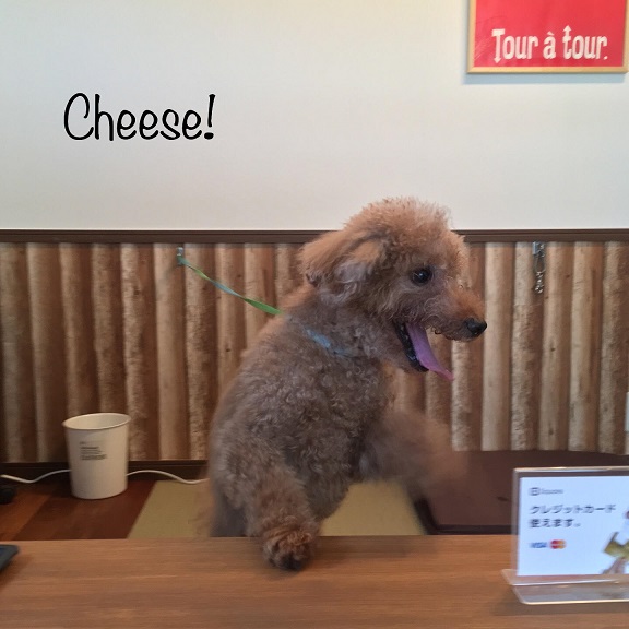 Cheese Cheese