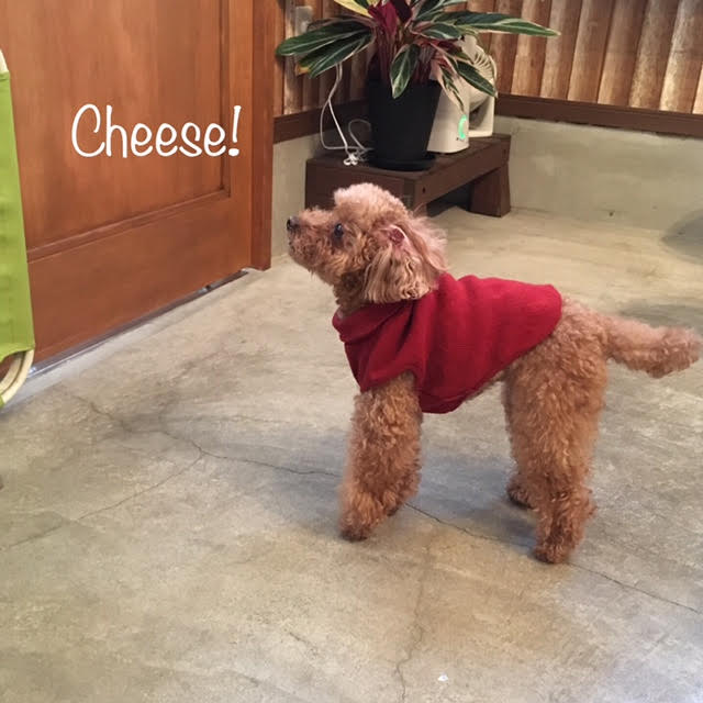 Cheese Cheese