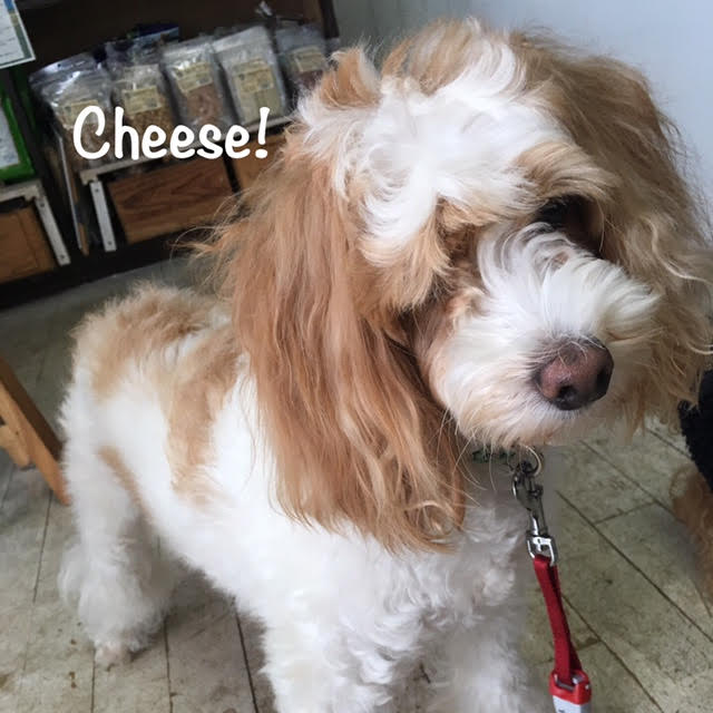 Cheese Cheese