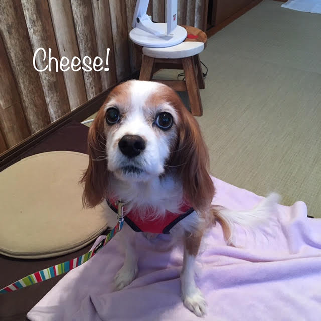 Cheese Cheese