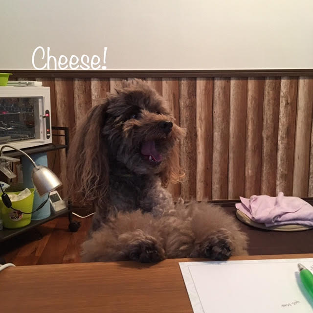 Cheese Cheese
