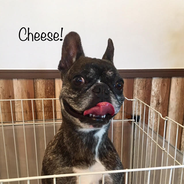 Cheese Cheese