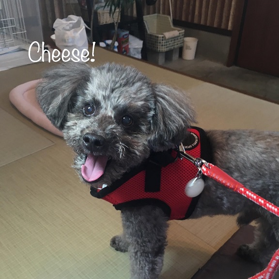 Cheese Cheese