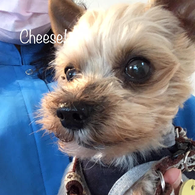 Cheese Cheese