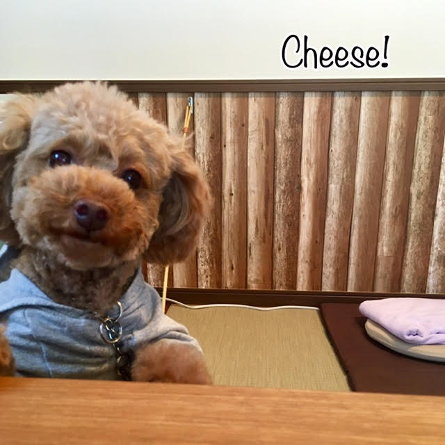 Cheese Cheese