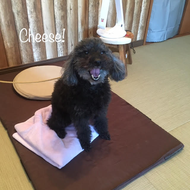 Cheese Cheese