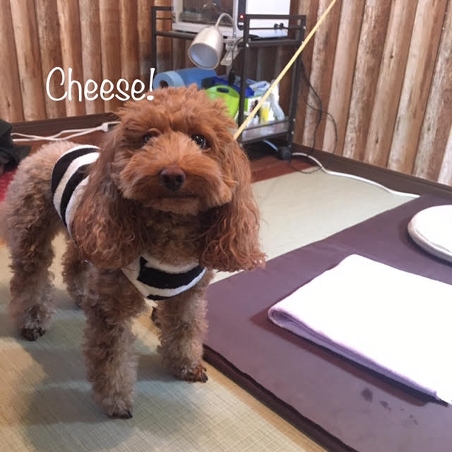 Cheese Cheese