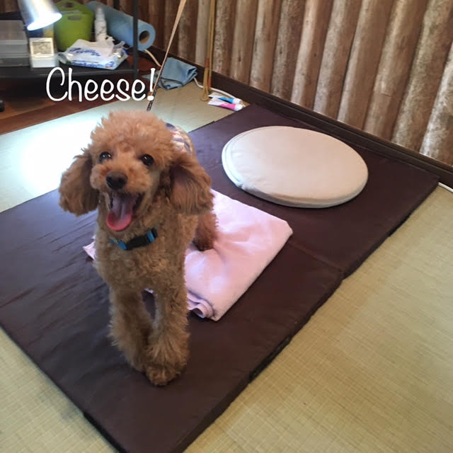 Cheese Cheese