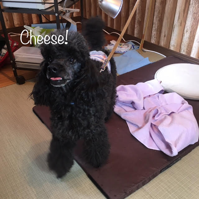 Cheese Cheese
