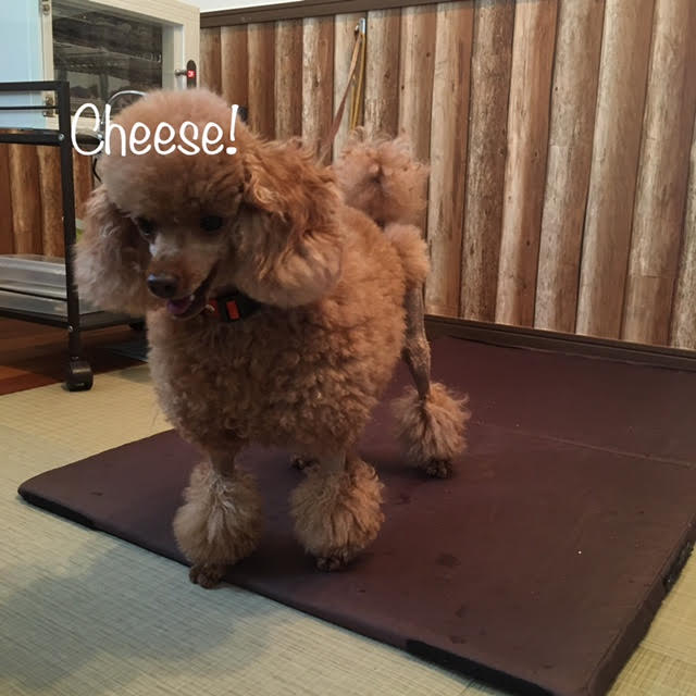 Cheese Cheese