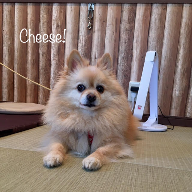 Cheese Cheese