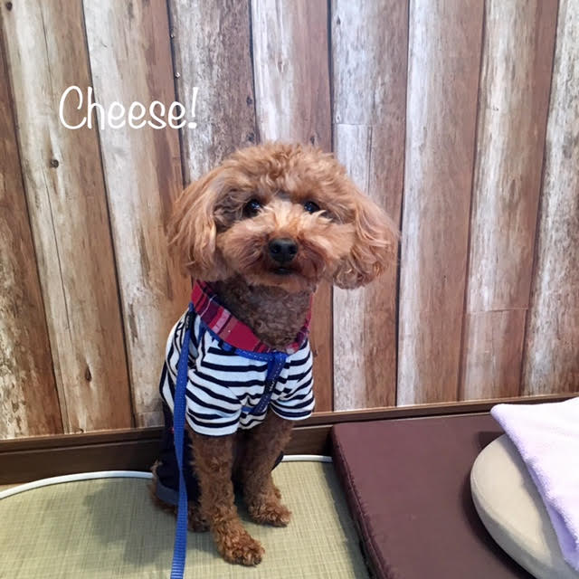 Cheese Cheese
