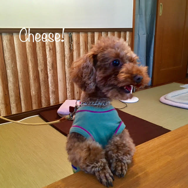 Cheese Cheese