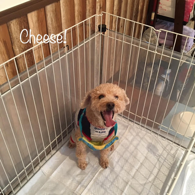 Cheese Cheese