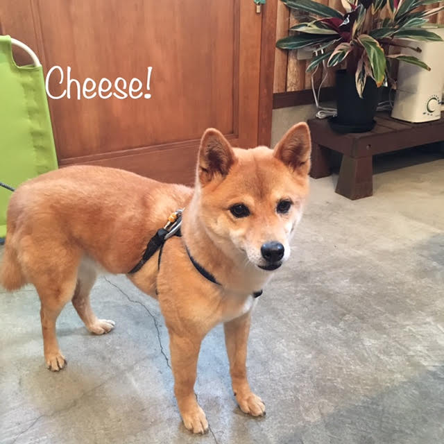 Cheese Cheese