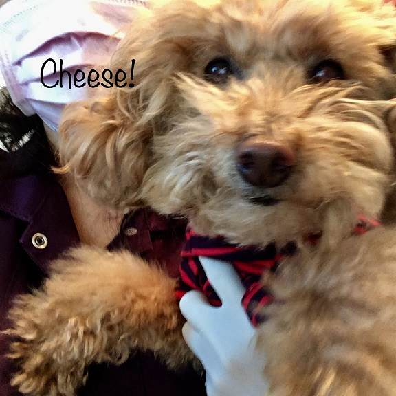 Cheese Cheese