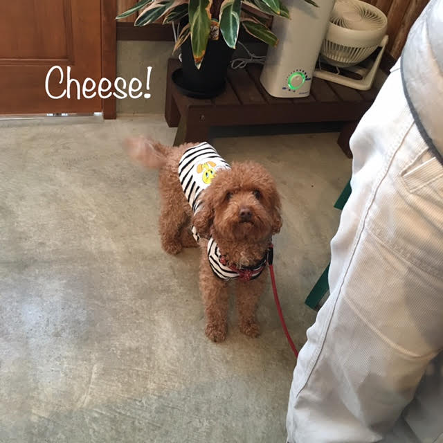 Cheese Cheese