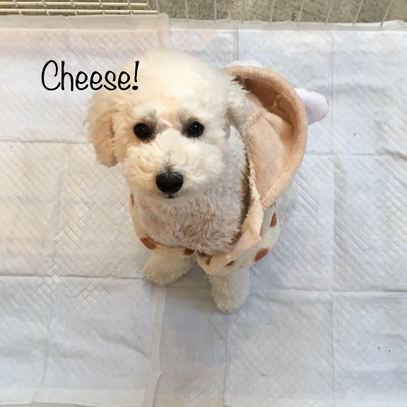 Cheese Cheese