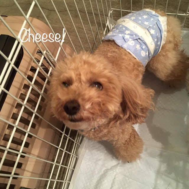 Cheese Cheese