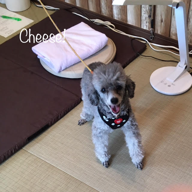 Cheese Cheese