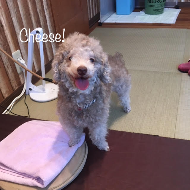 Cheese Cheese