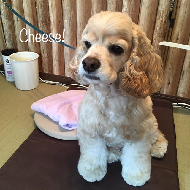 Cheese Cheese
