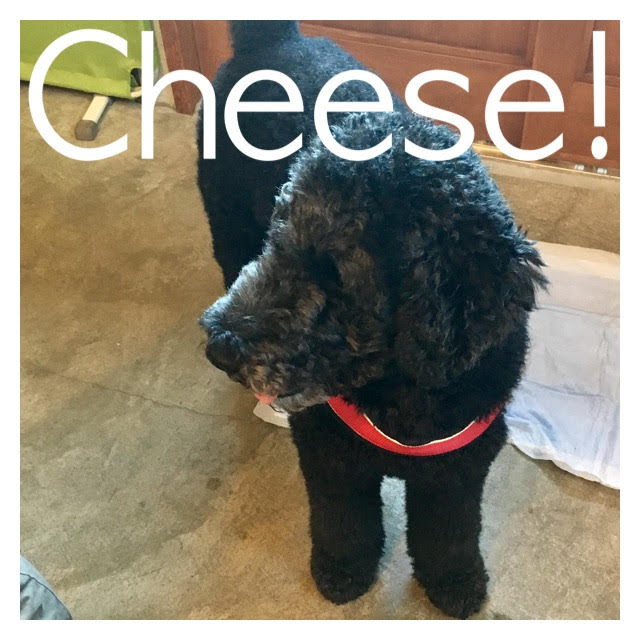 Cheese Cheese