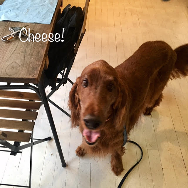 Cheese Cheese