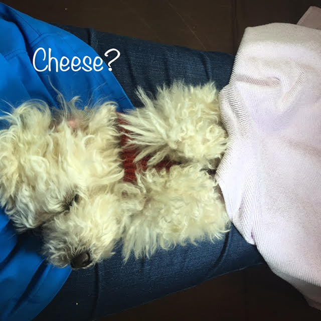 Cheese Cheese