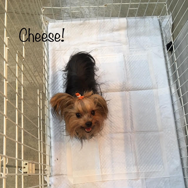 Cheese Cheese