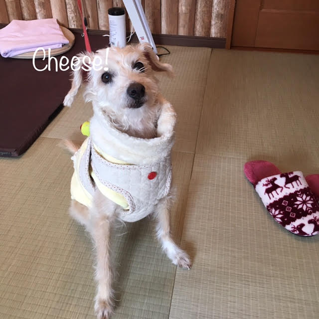 Cheese Cheese