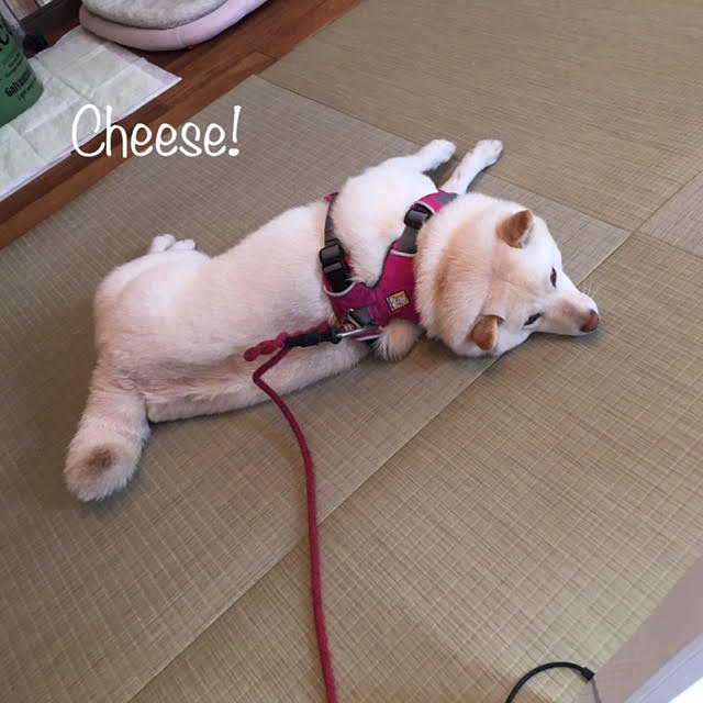 Cheese Cheese